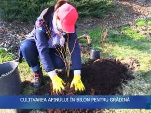 PLANTAREA AFINULUI ÎN BILON PENTRU GRĂDINĂ